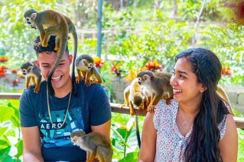 monkey land