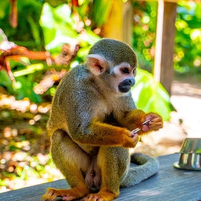 pasadia monkey land