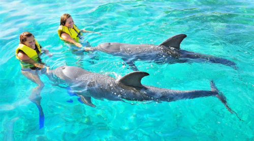 dolphin explorer tour
