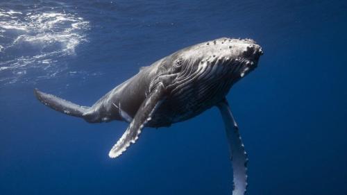 ballenas samana
