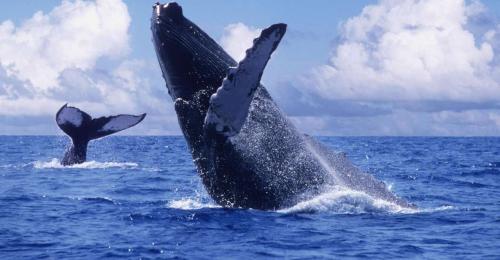 ballenas samana